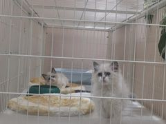 -藏猫猫咖啡主题馆(中央大道店)