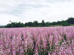 -特克斯八卦城