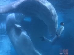 -海合安武汉极地海洋公园