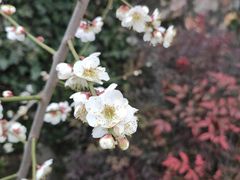 -香雪海