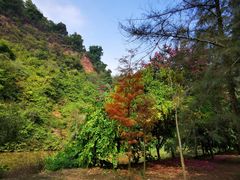 -南宁良凤江国家森林公园