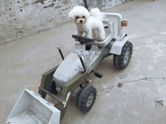 -纳吉亚猫专科动物诊疗中心(蒋宅口分院)