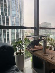 -周忆刺青原创设计定制