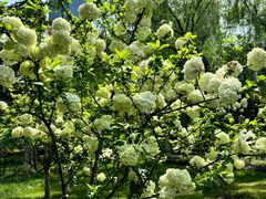 -天鹅湖体育公园