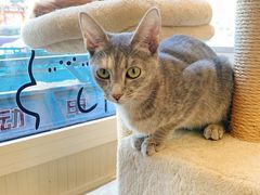 -猫小院猫主题餐厅(南锣旗舰店)