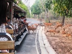 -清迈夜间动物园