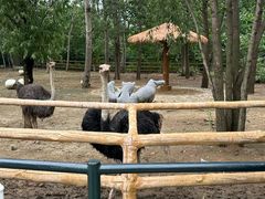 -大连森林动物园