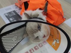 -荔康动物医院(康王北路店)