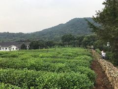 -中国茶叶博物馆(双峰馆区)