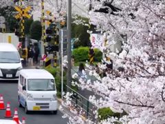 -涩谷全向十字路口