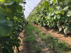 -马陆小张葡萄园农家乐