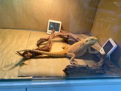 -喵园·猫主题咖啡厅·撸猫·猫咖(国贸店)