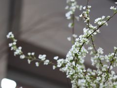 -溪岸路花鸟市场