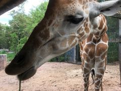 -清迈夜间动物园