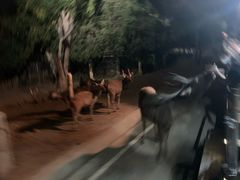 -清迈夜间动物园