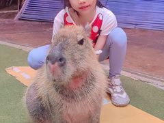 -正佳雨林生态植物园