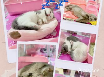 初春阳光️午后，猫猫都在睡大觉