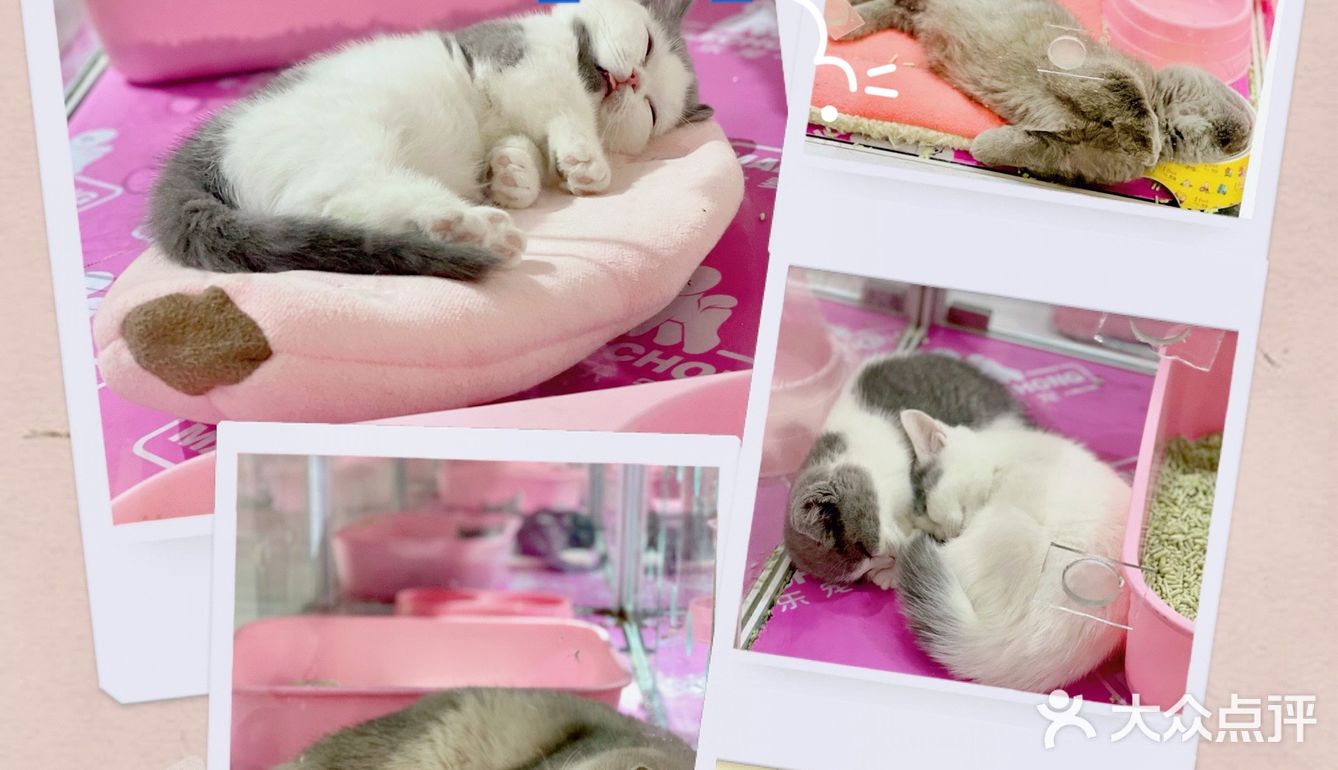 初春🌸阳光☀️午后，猫猫🐱都在睡大觉💤