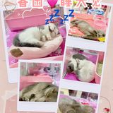 初春🌸阳光☀️午后，猫猫🐱都在睡大觉💤