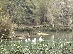 -靖西鹅泉风景区