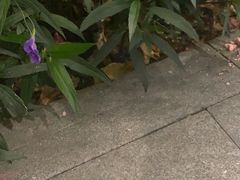 -圳兴面王·拌川·特色炒面(南山保利剧院店)
