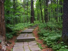 -五营红松林海景区