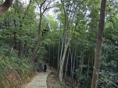 -上海佘山国家森林公园天马山园