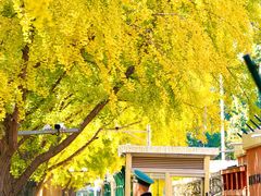 -三里屯东五街银杏大道