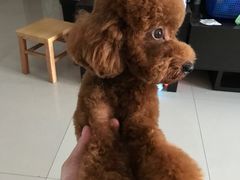 -翊宠yipet猫狗购宠庄园犬舍•猫舍