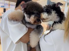 -翊宠yipet猫狗购宠庄园