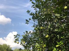 -上海月湖雕塑公园