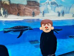 -海合安成都极地海洋公园