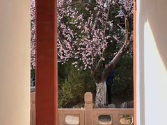 -桃花堤公园