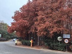 -上海海湾国家森林公园