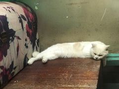 -猫咪博物馆(顶澳仔猫街店)