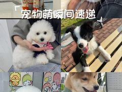 -翊宠yipet猫狗购宠庄园犬舍•猫舍