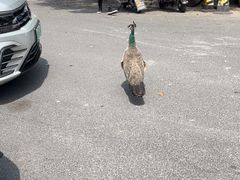 -J Create城市露营咖啡·简餐·宠物(上海动物园店)