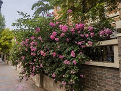 -天津五大道文化旅游区