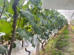 -马陆小张葡萄园农家乐