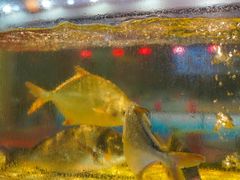 -巽寮印象美食部落餐厅·海鲜·地方特色菜(惠州体验店)