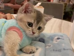 -袖虎·猫馆(体育西路店)