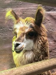 -Zoolung Zoolung动物主题公园(海信广场店)