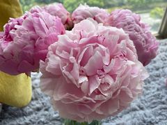 -双季花艺园艺市场(浦东店)