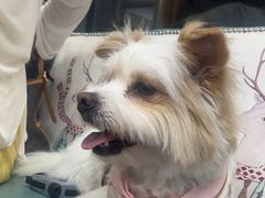 -博特宠物医院24h犬猫全科.骨科·异宠