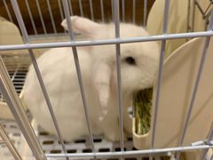 -猫猫幼稚园·撸猫·桌游·电玩