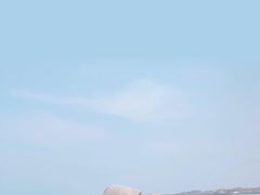 -宠爱国际动物医院· 猫科· 外科·中兽医(长白店)