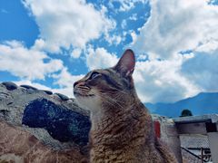 -喵屿·大理花园猫咖