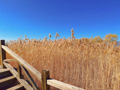 -野鸭湖国家湿地公园