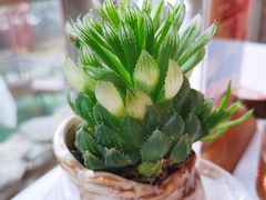 -琥珀咖啡(新南路店)