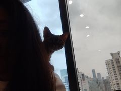 -有喵·猫咖·狗咖·30几只猫10只小狗(岗厦店)